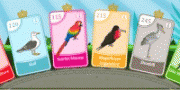 Bird Pax