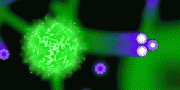Nuclearoids